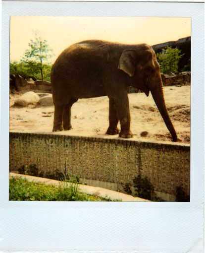 fotoelefant